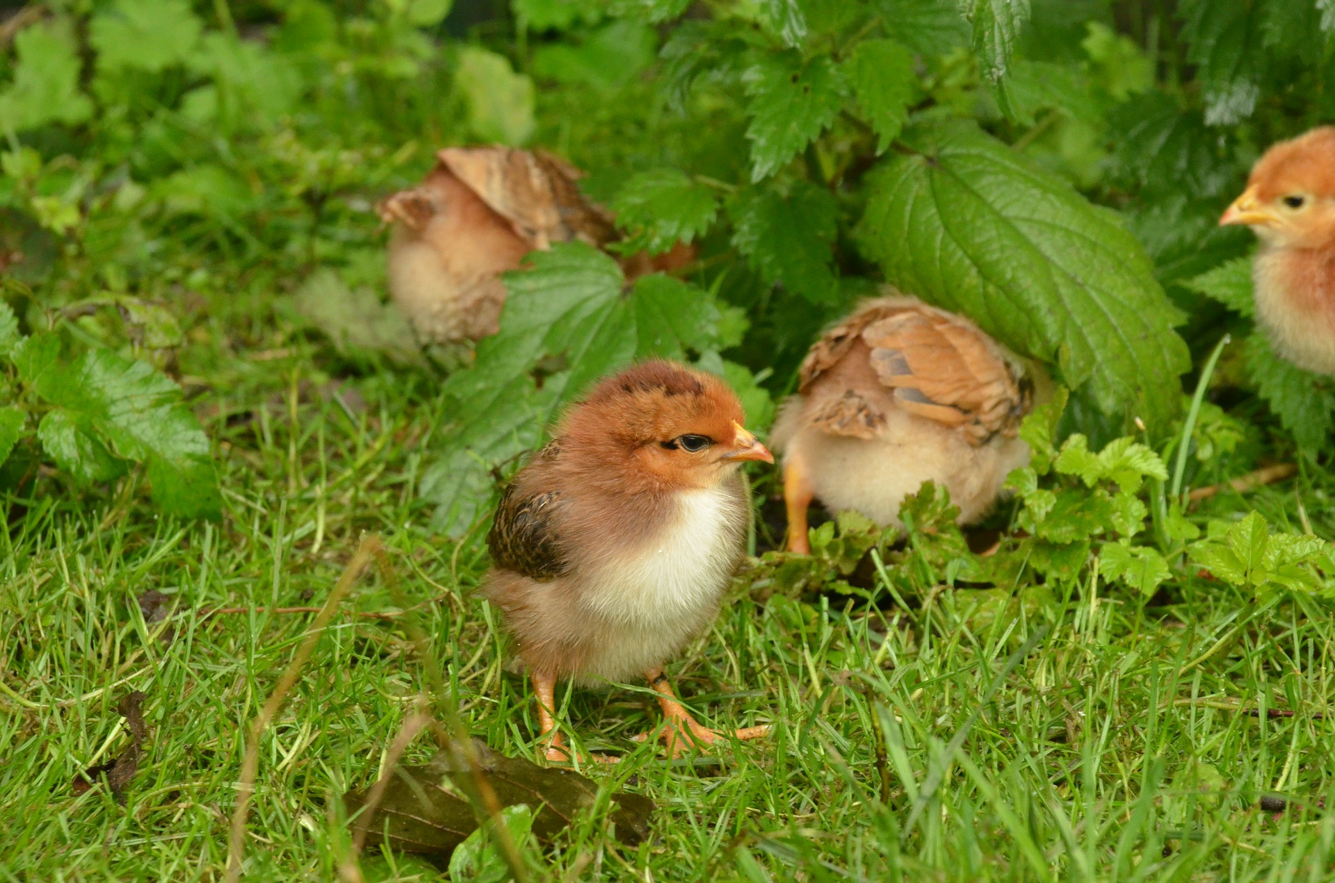 Birds – Lintu – Linnut – Finnish Vocabulary