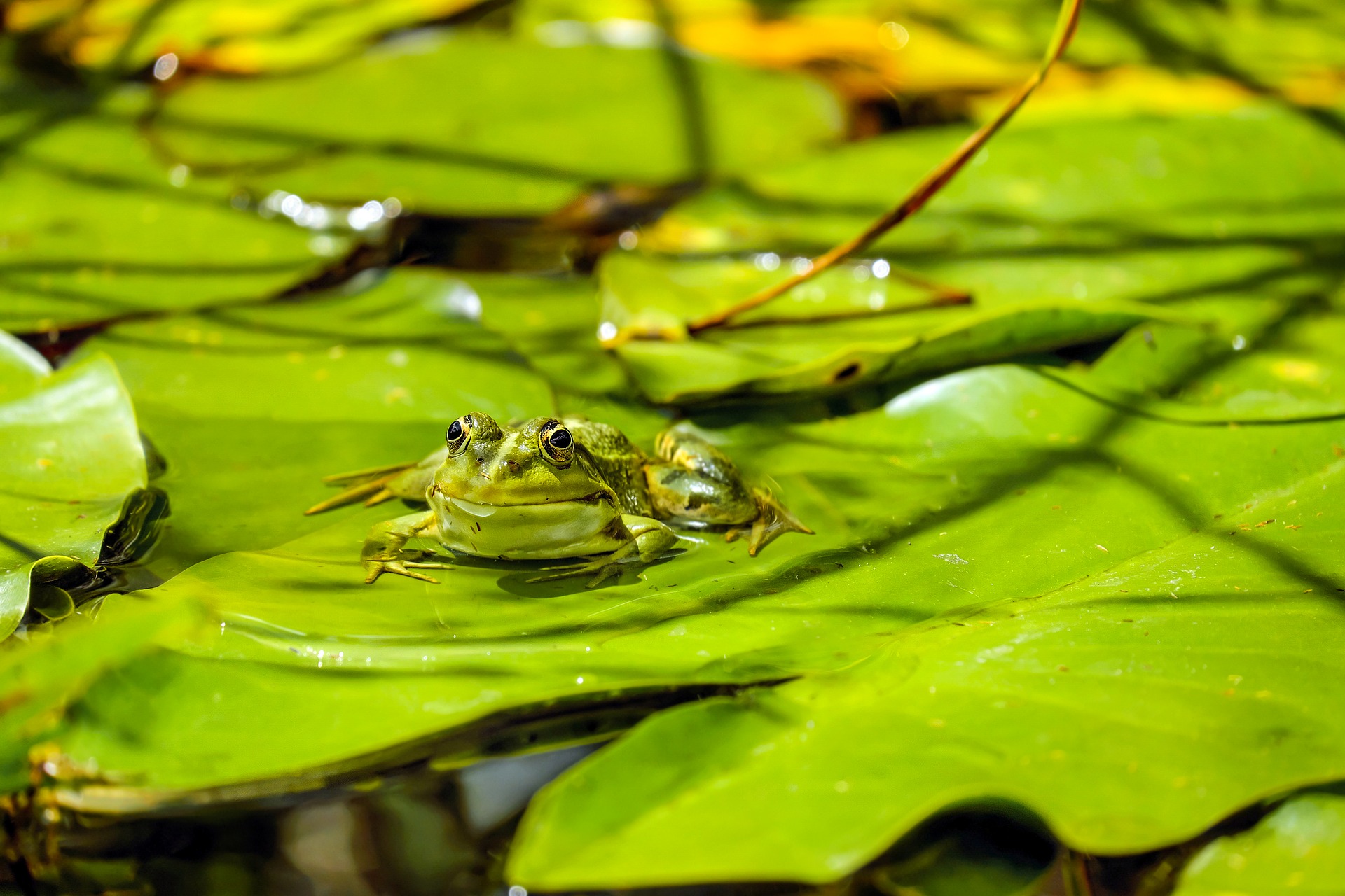 Reptiles – Animals – Eläimet – Finnish Vocabulary