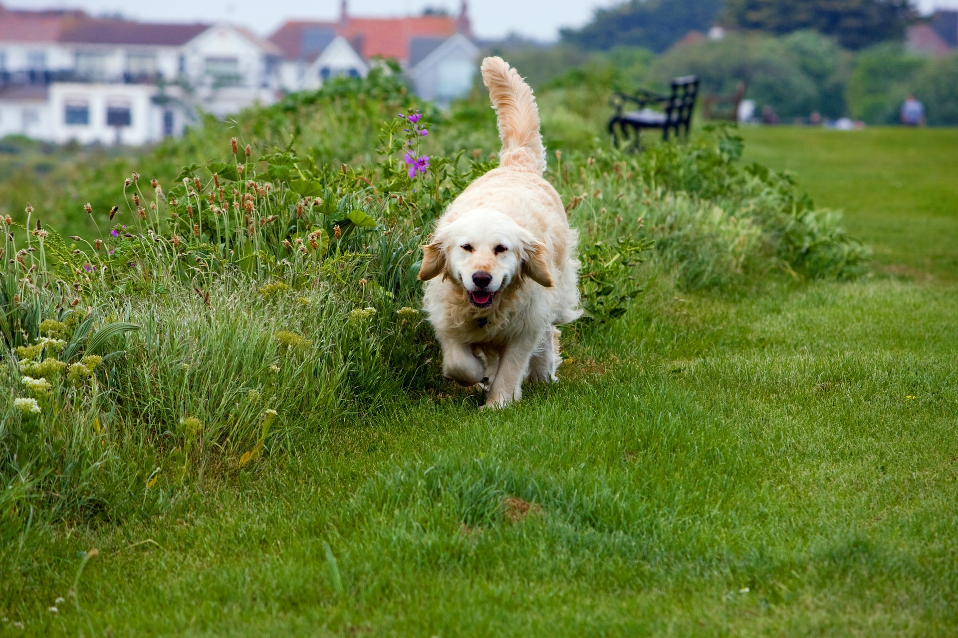 Pets – Lemmikit – Lemmikkineläin