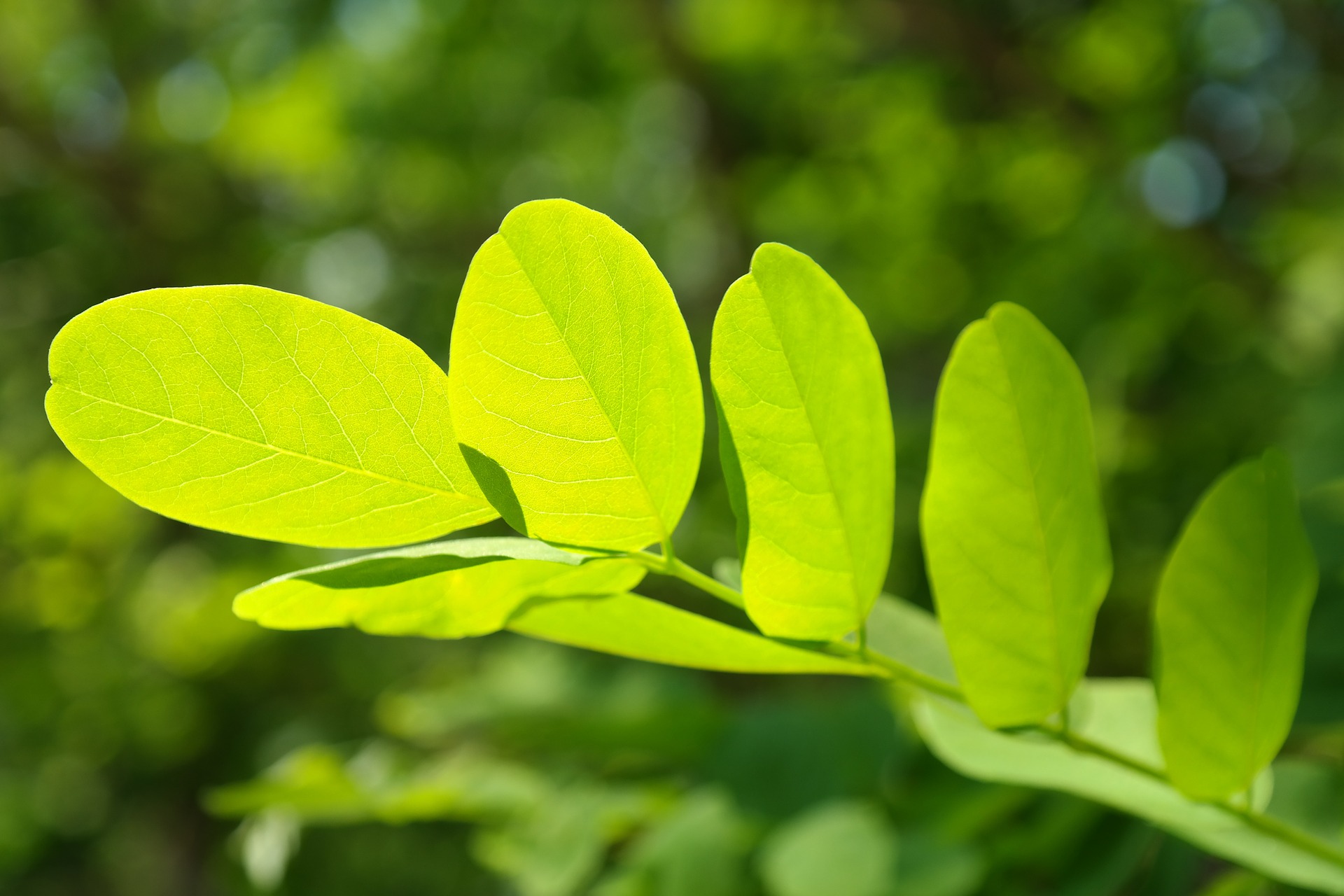 Finnish Loanwords Ending in nen – Septinen Kosminen Toksinen