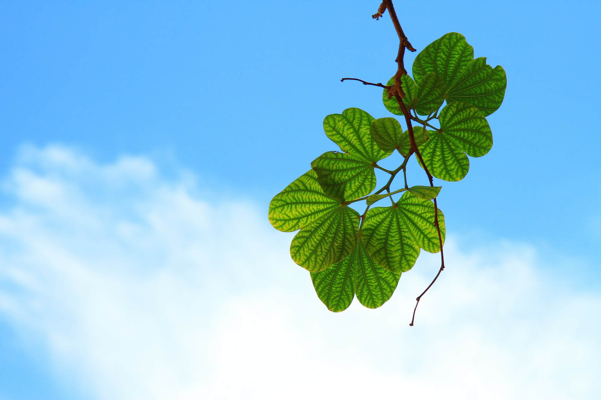 Earth, Water and Sky – Finnish Nature Vocabulary