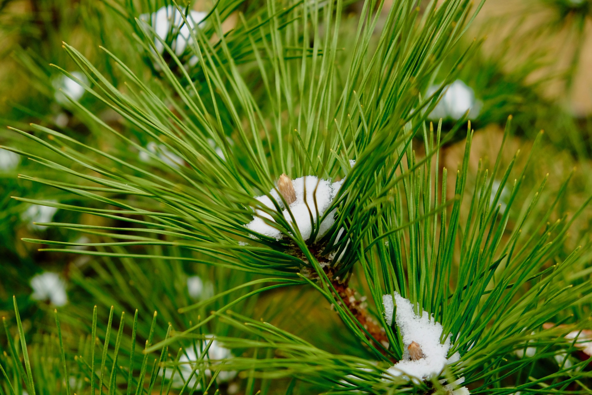 Expressing Necessity with a Participle – On Mentävä, On Odotettava