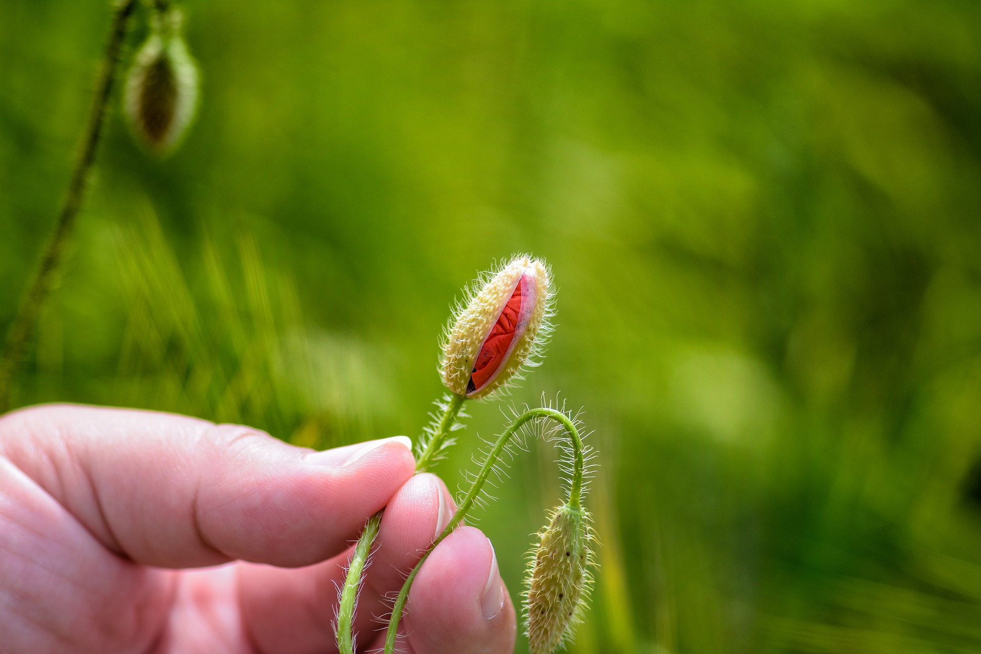 Words Ending in -mUs – Sopimus Taipumus Rintamus