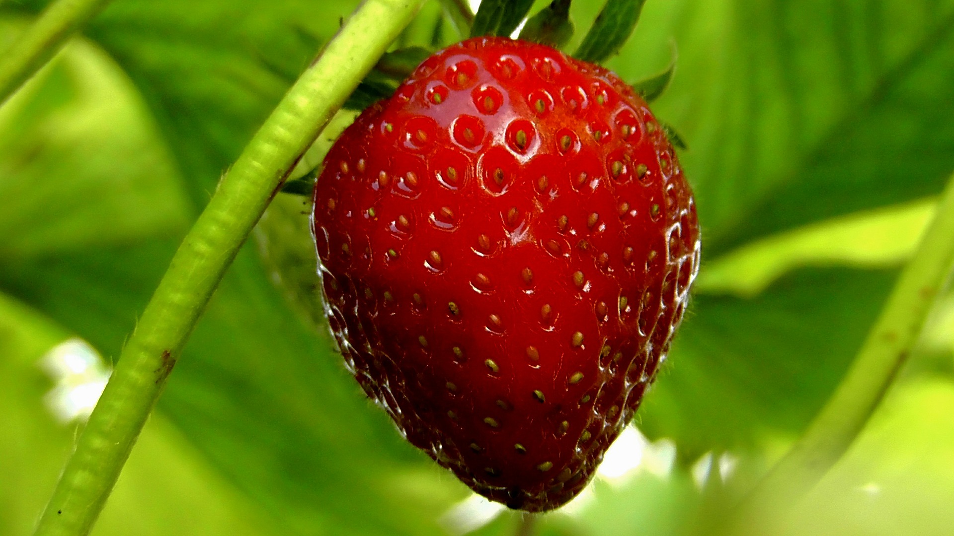 Berries – Marjat – Finnish Vocabulary